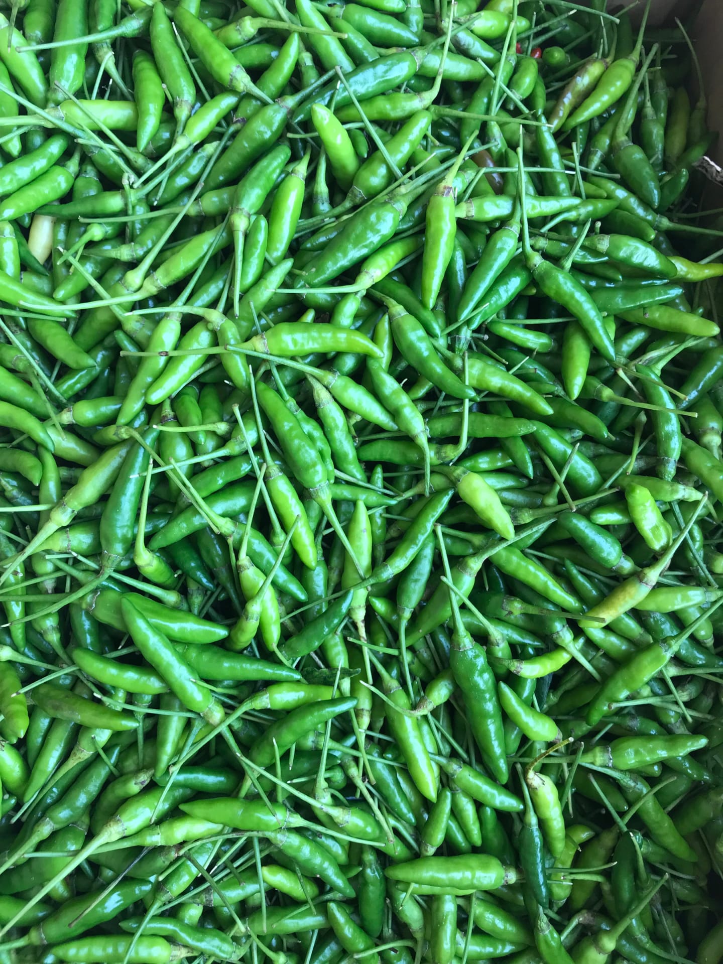 Chili Rawit Grön