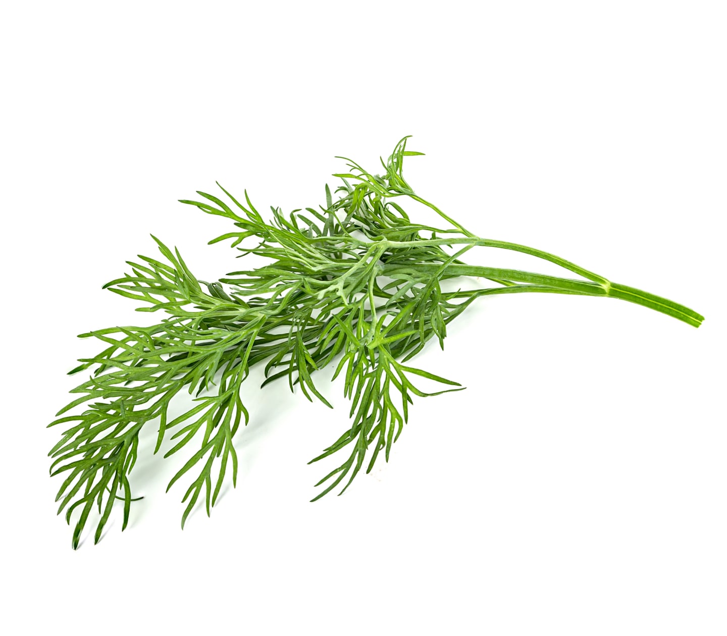 Dill kruka