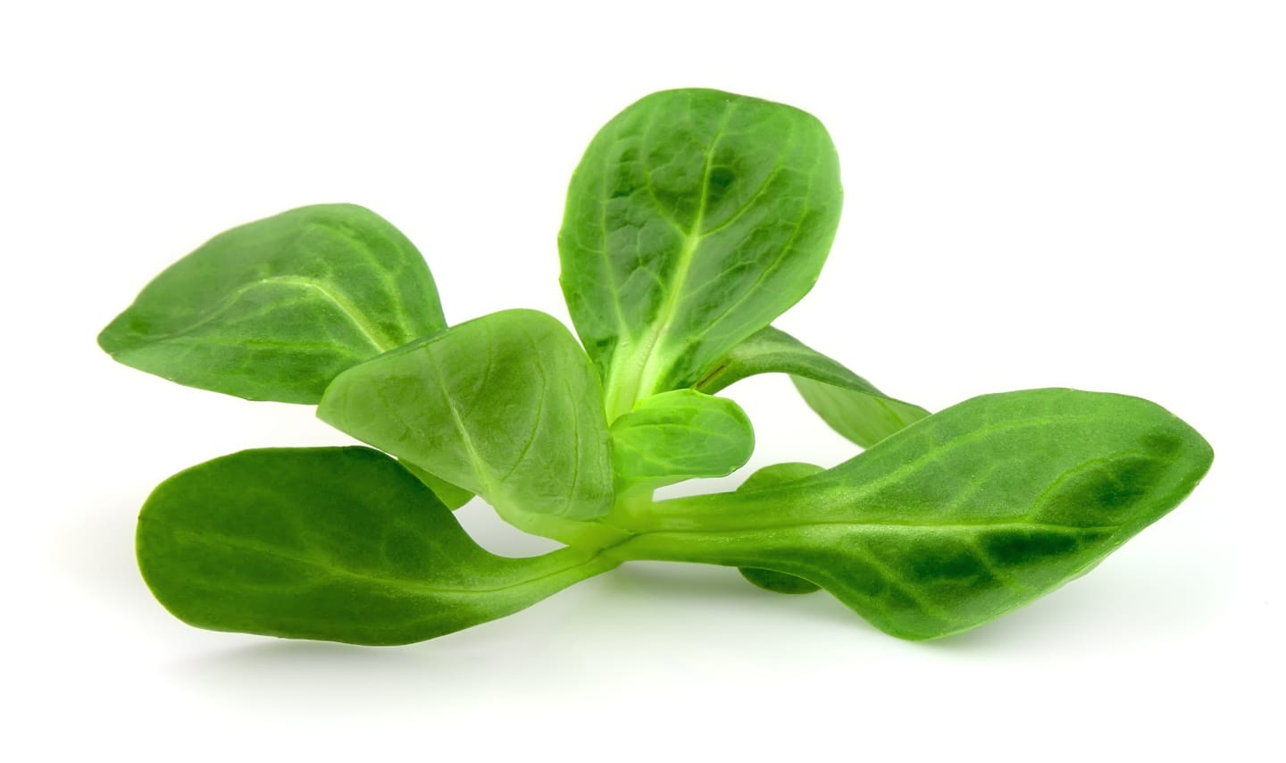 Sallad Maché 2x500g