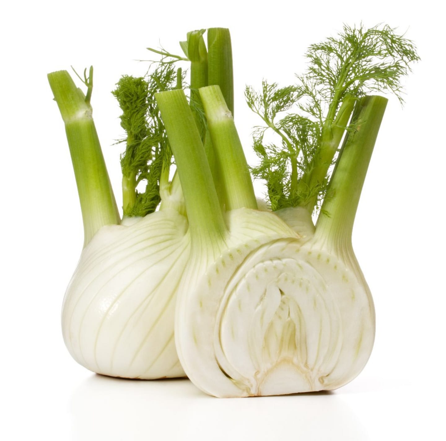 Fänkål