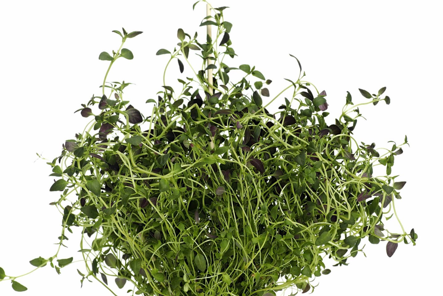 Timjan 250g