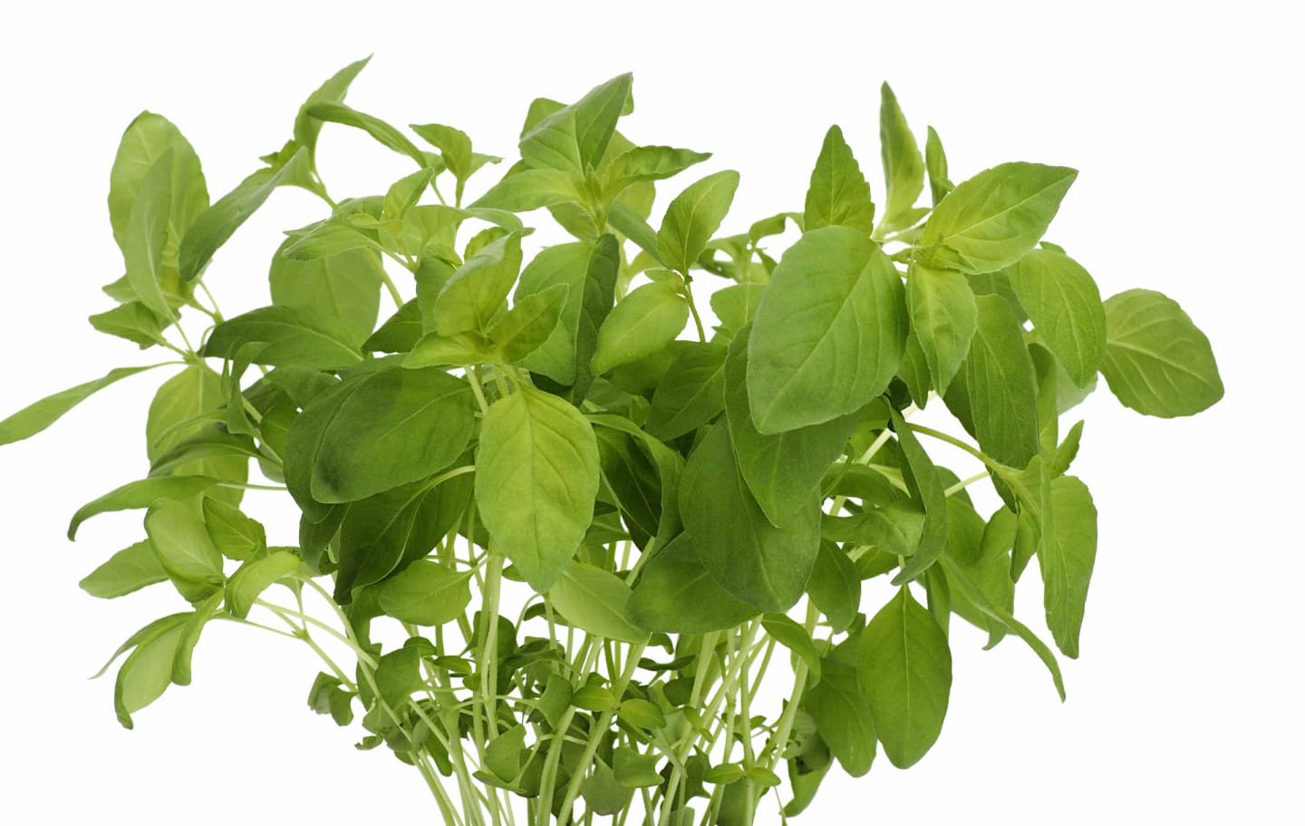 Limebasilika 50g