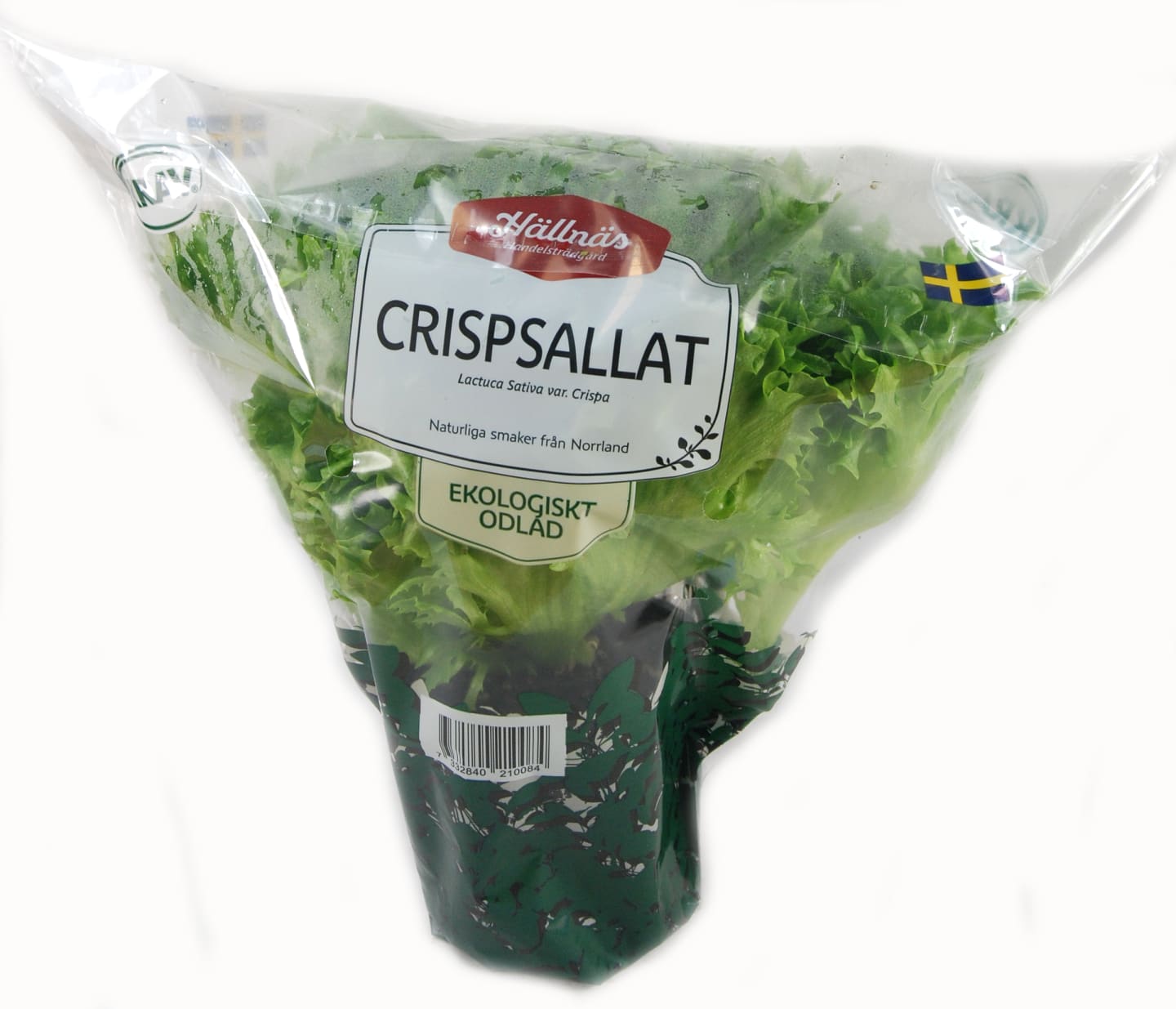 Sallad Crisp kruka