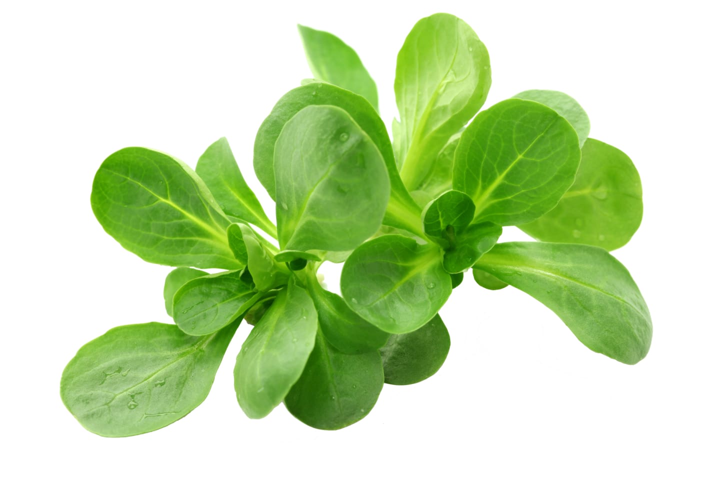 Sallad Maché 200g