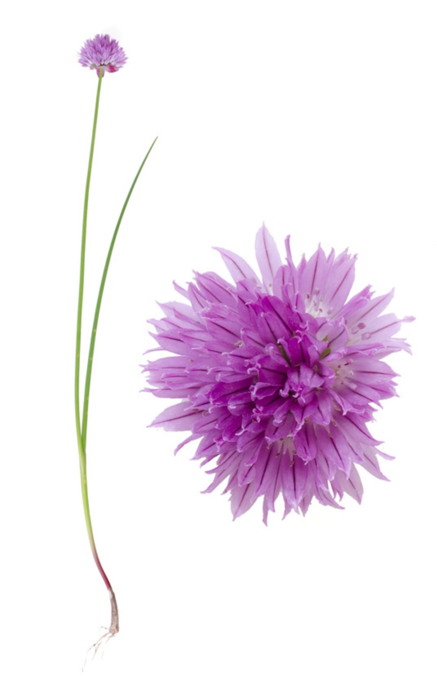 Gräslöksblomma 20st - Bild 1 av 1
