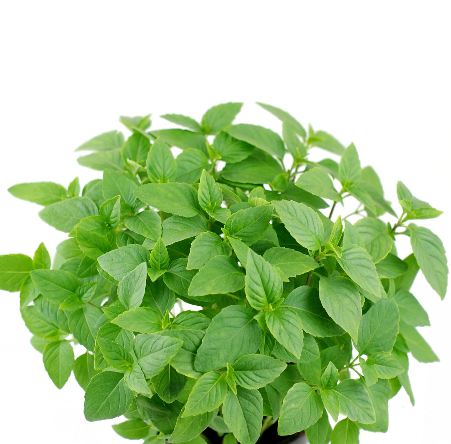 Thaibasilika 50g