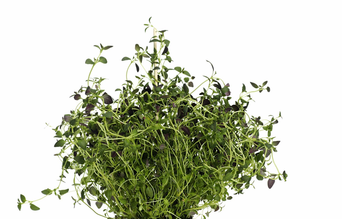Timjan 50g