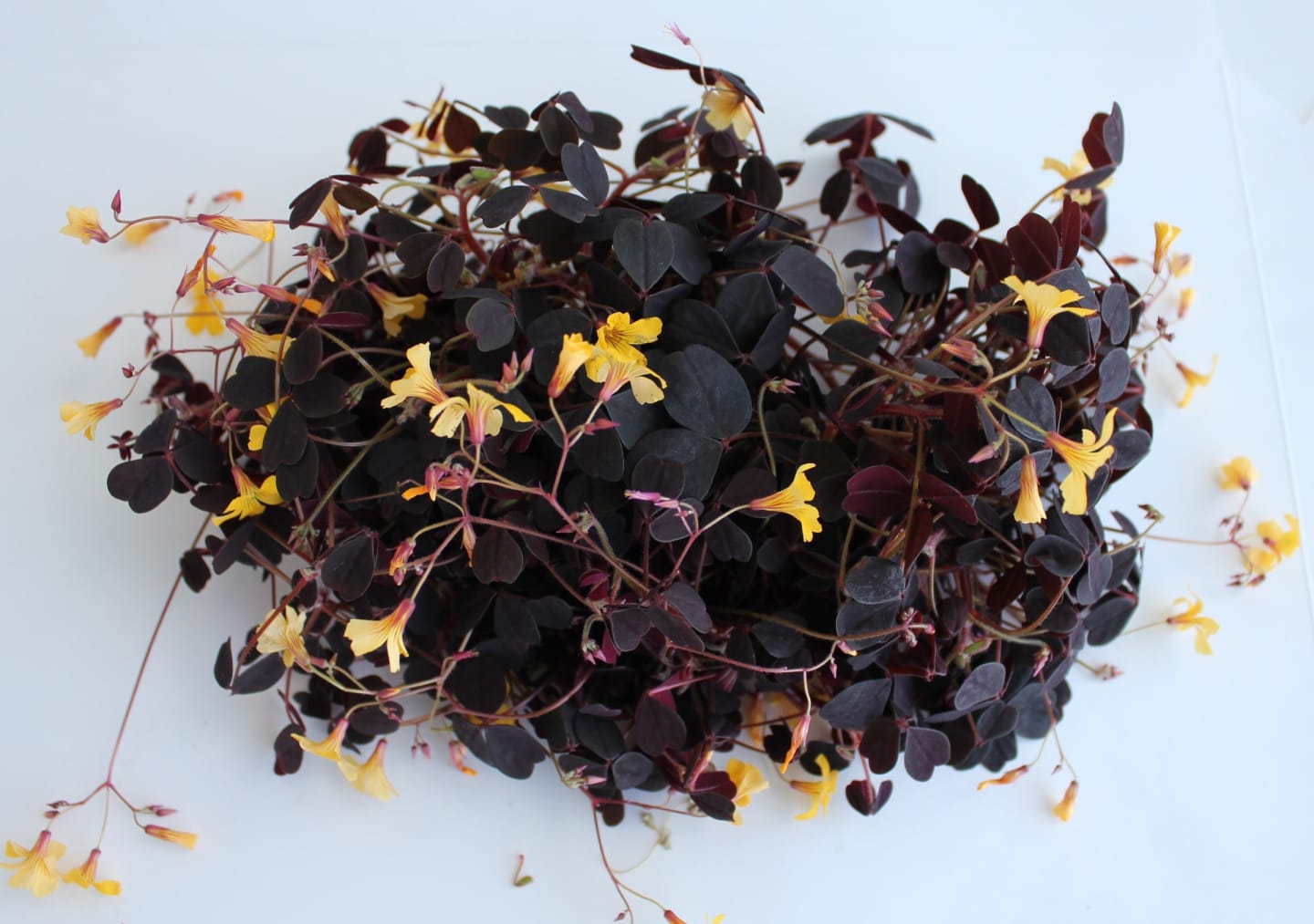 Oxalis röd 50g