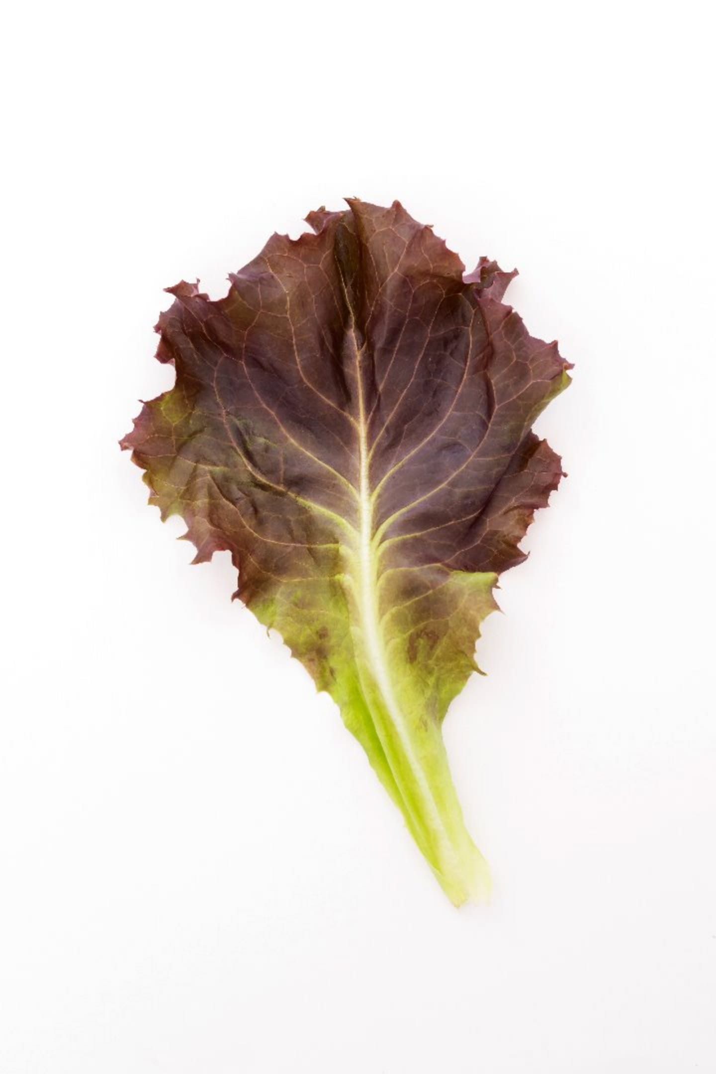 Sallad Roman röd