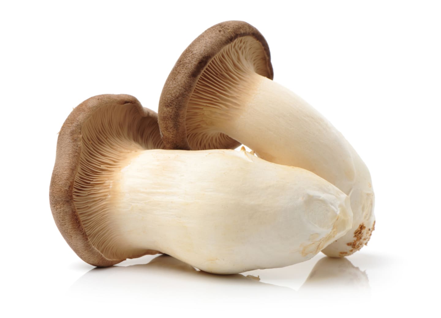 King oyster