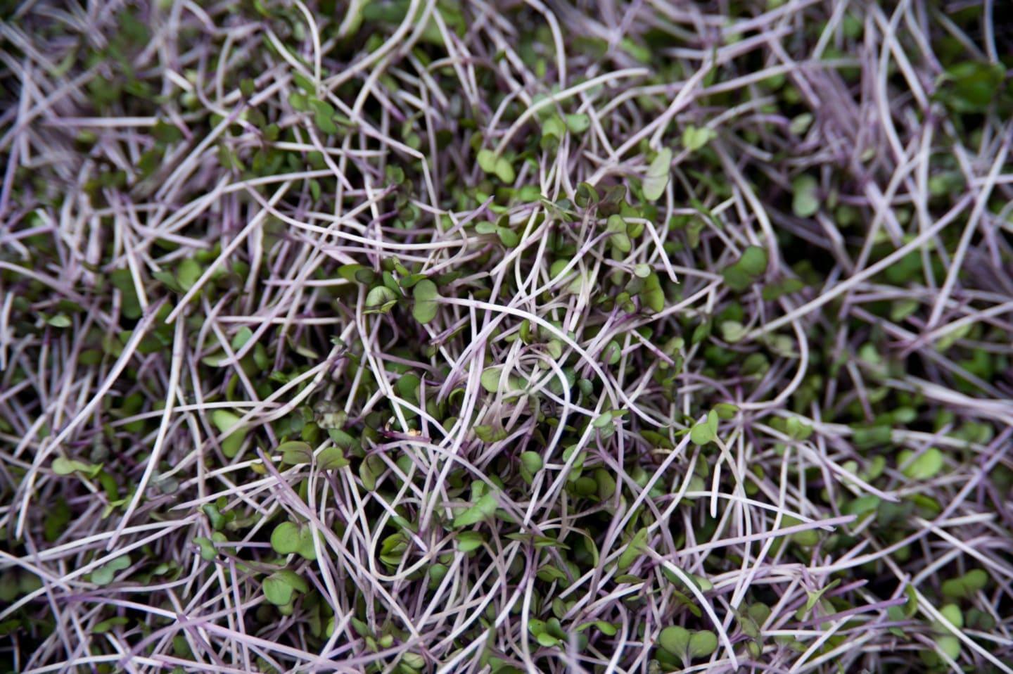 China rosegrodd 50g