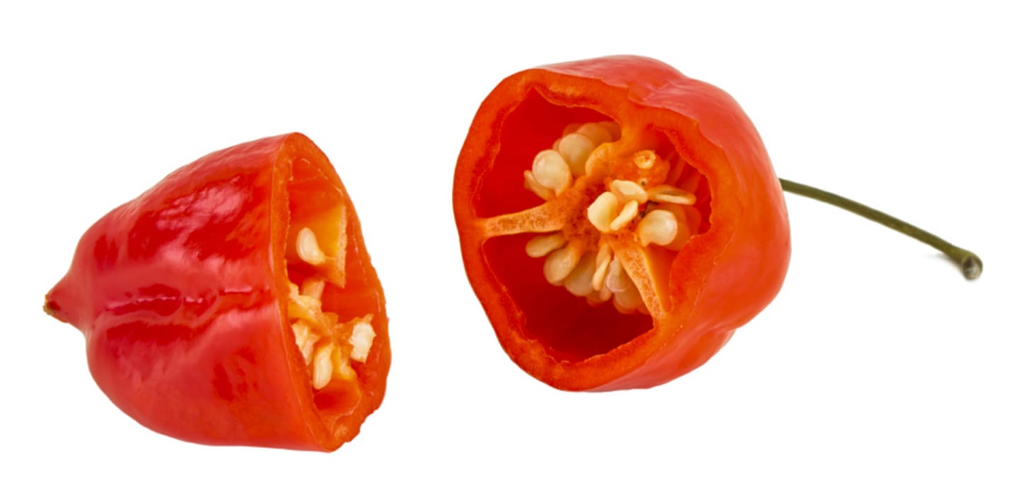 Chili Habanero röd