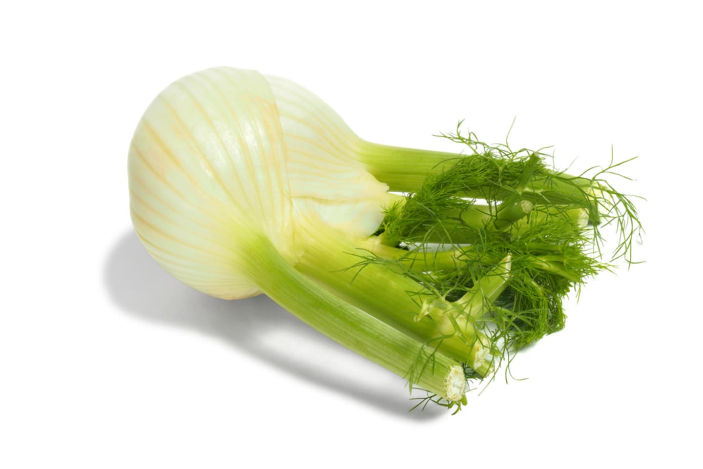 Fänkål
