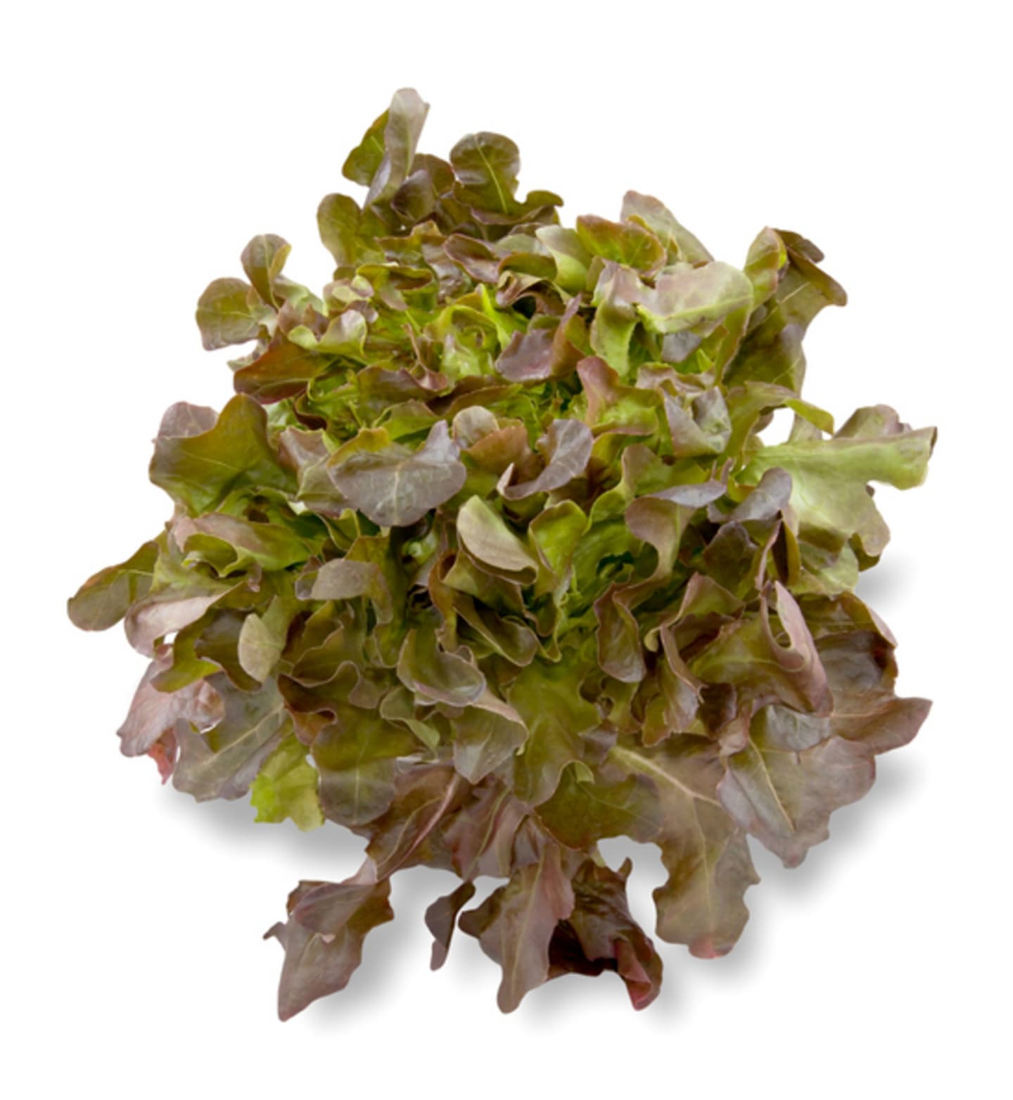 Sallad Ekblad