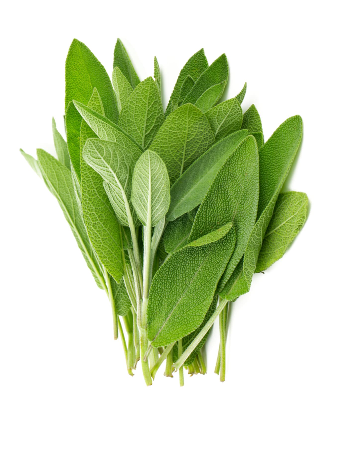 Salvia 50g