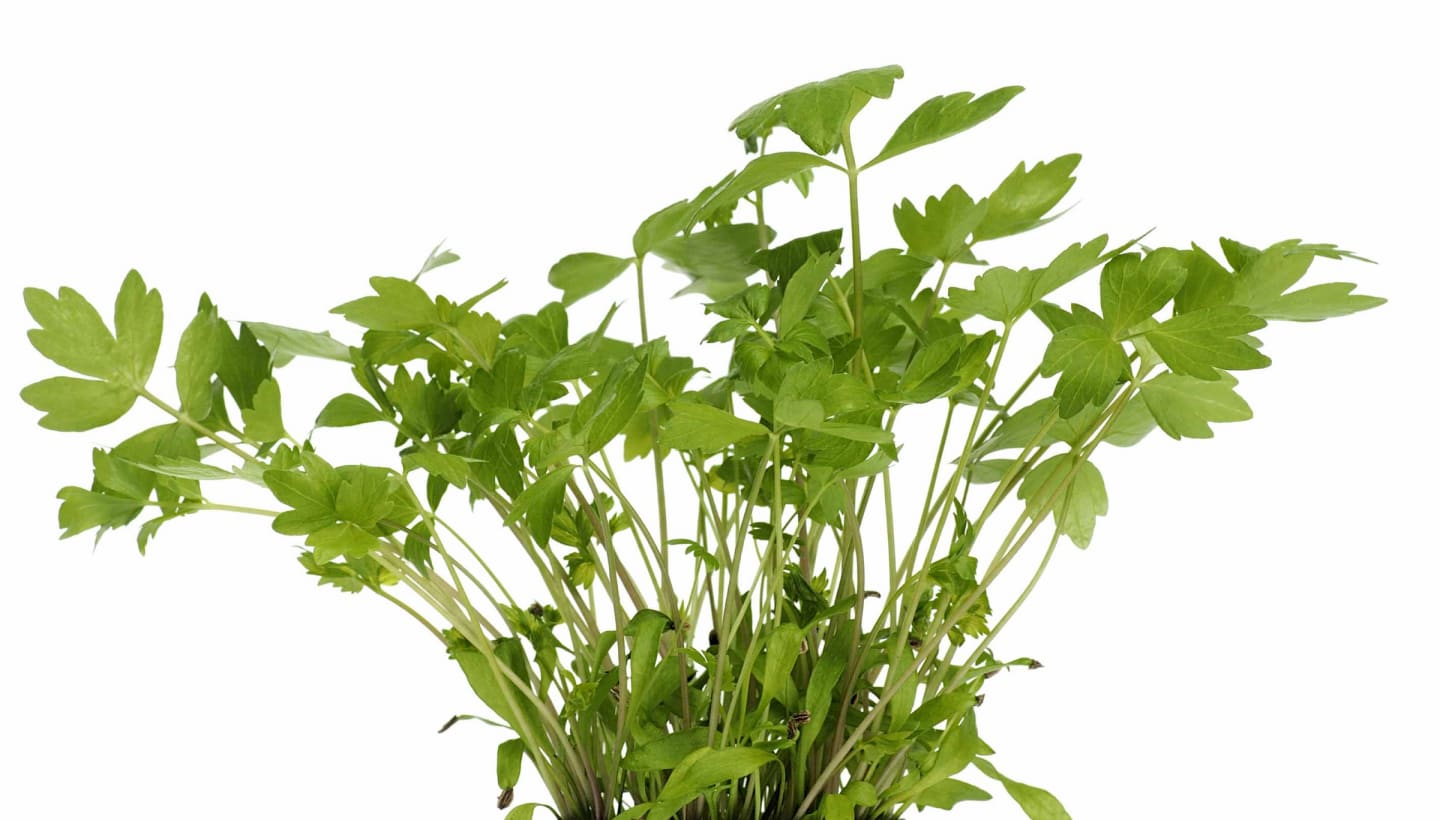 Libbsticka 50g