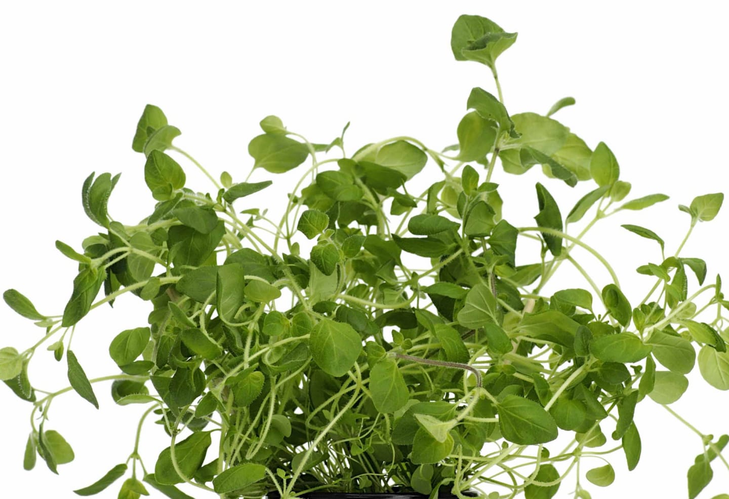 Oregano 50g