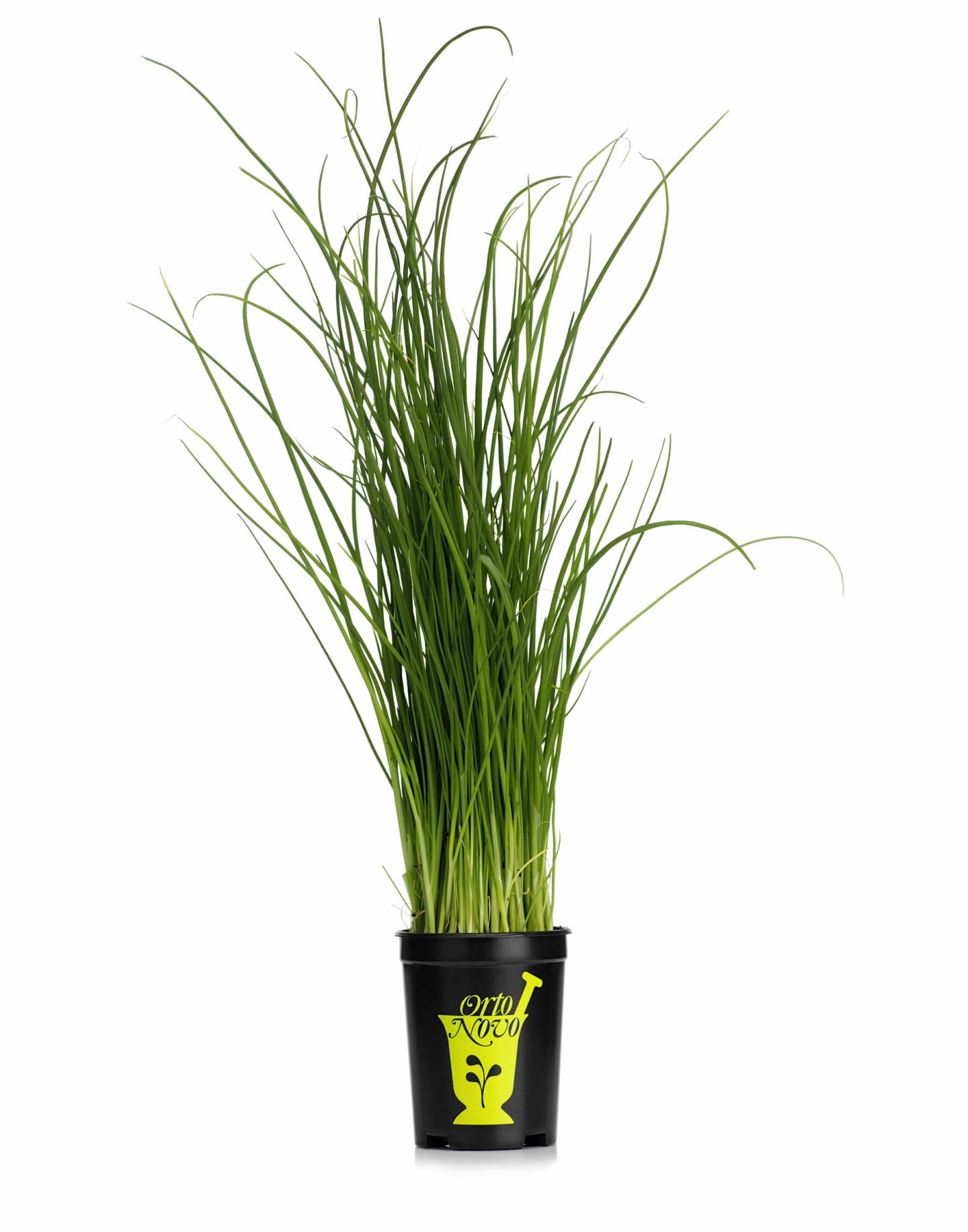 Gräslök kruka