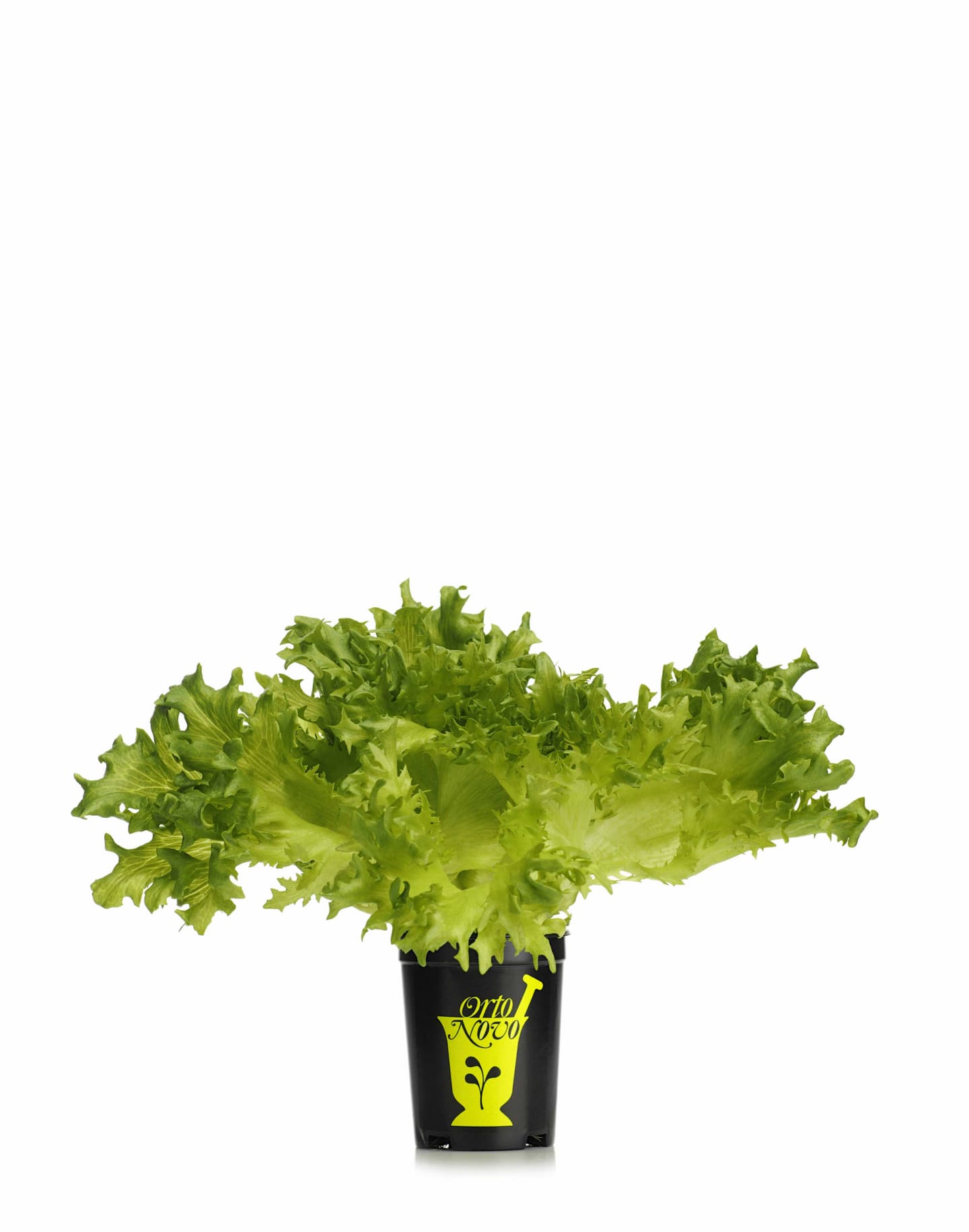 Sallad Crisp kruka