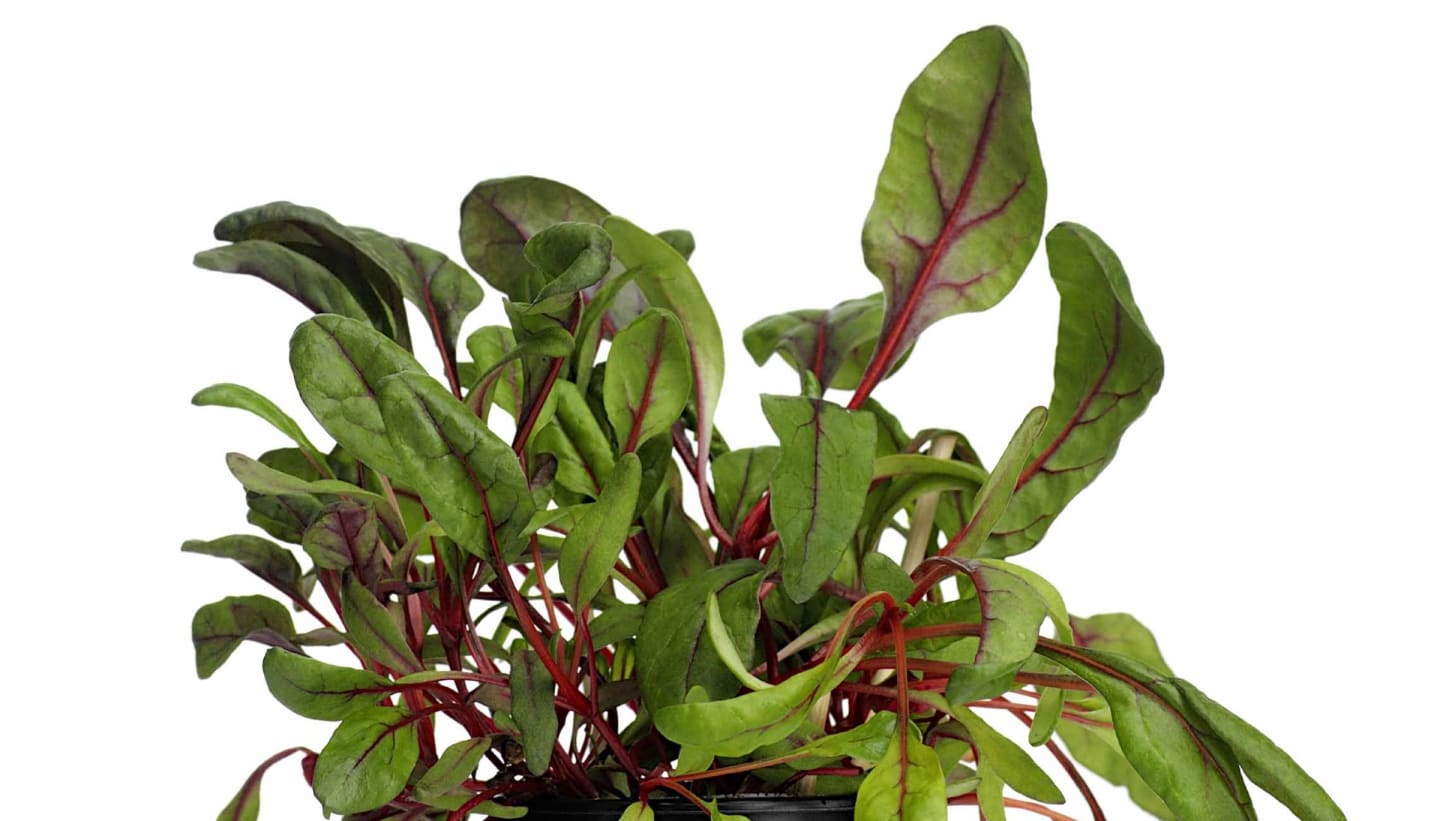 Sallad Mangoldskott röda 50g