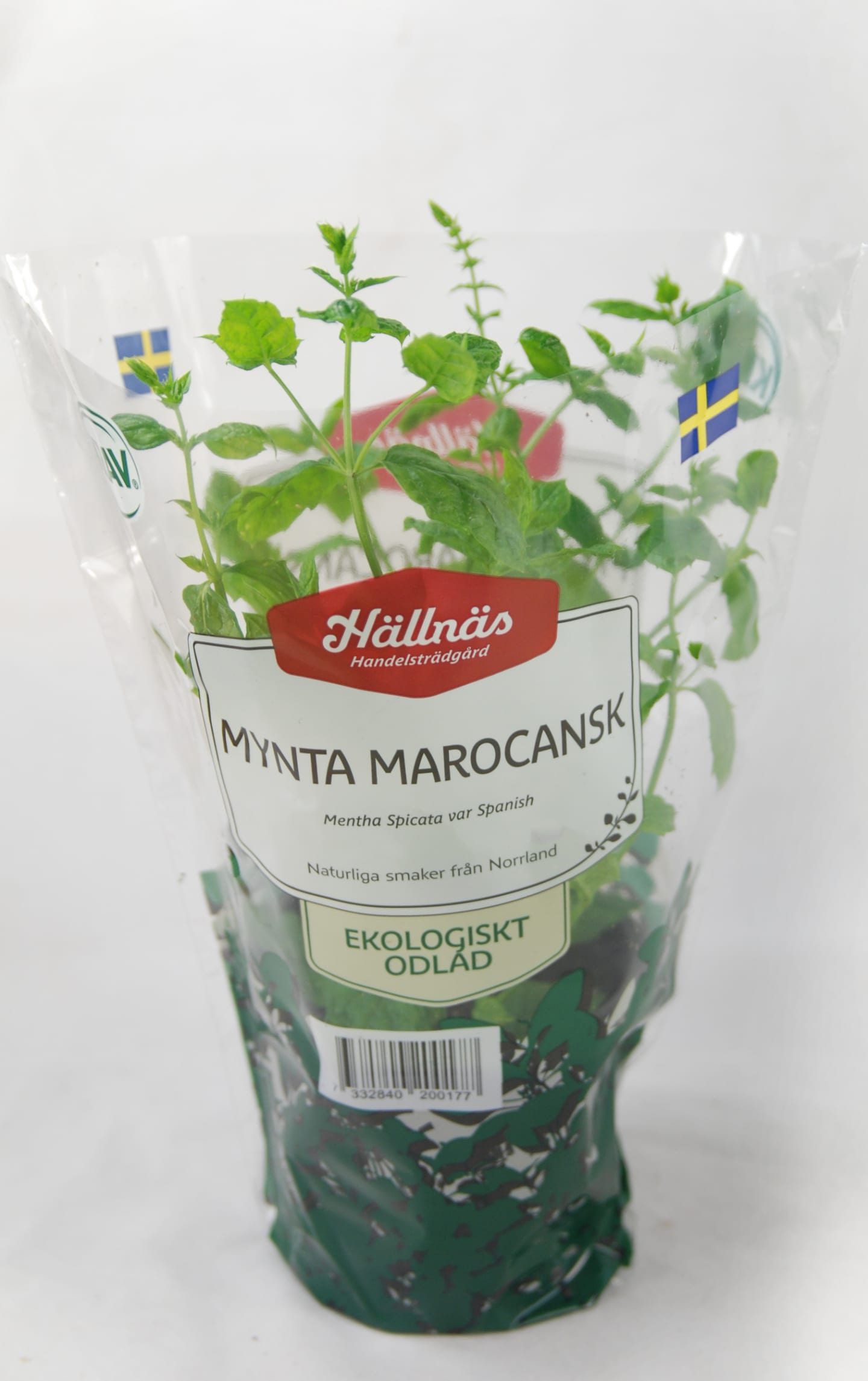 Mynta kruka