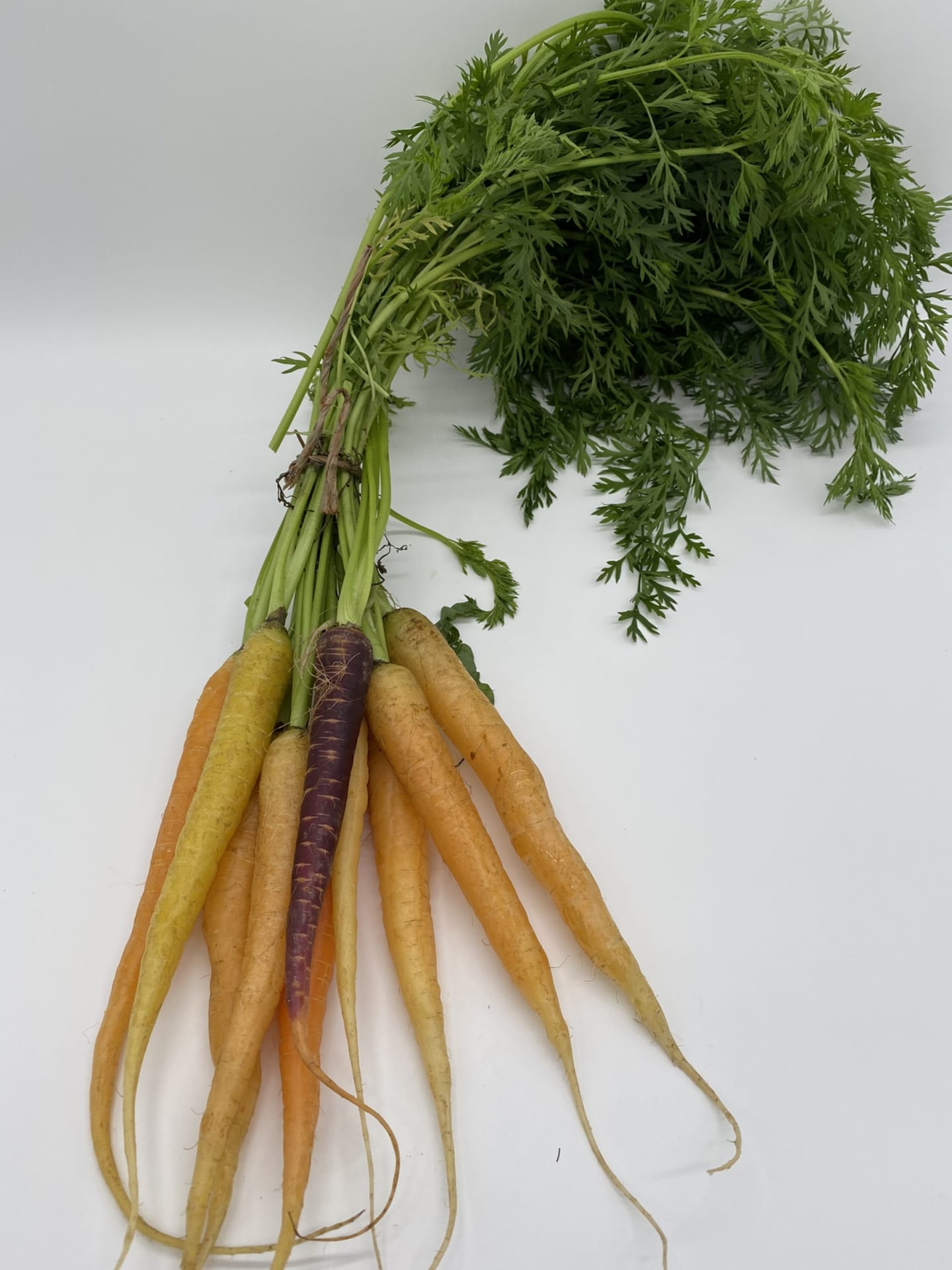 Morot mix knippe