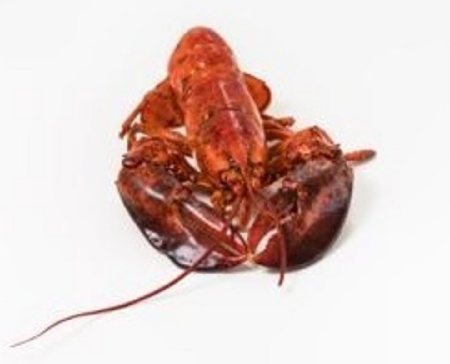 Hummer i lake MSC (10st) 4,54kg