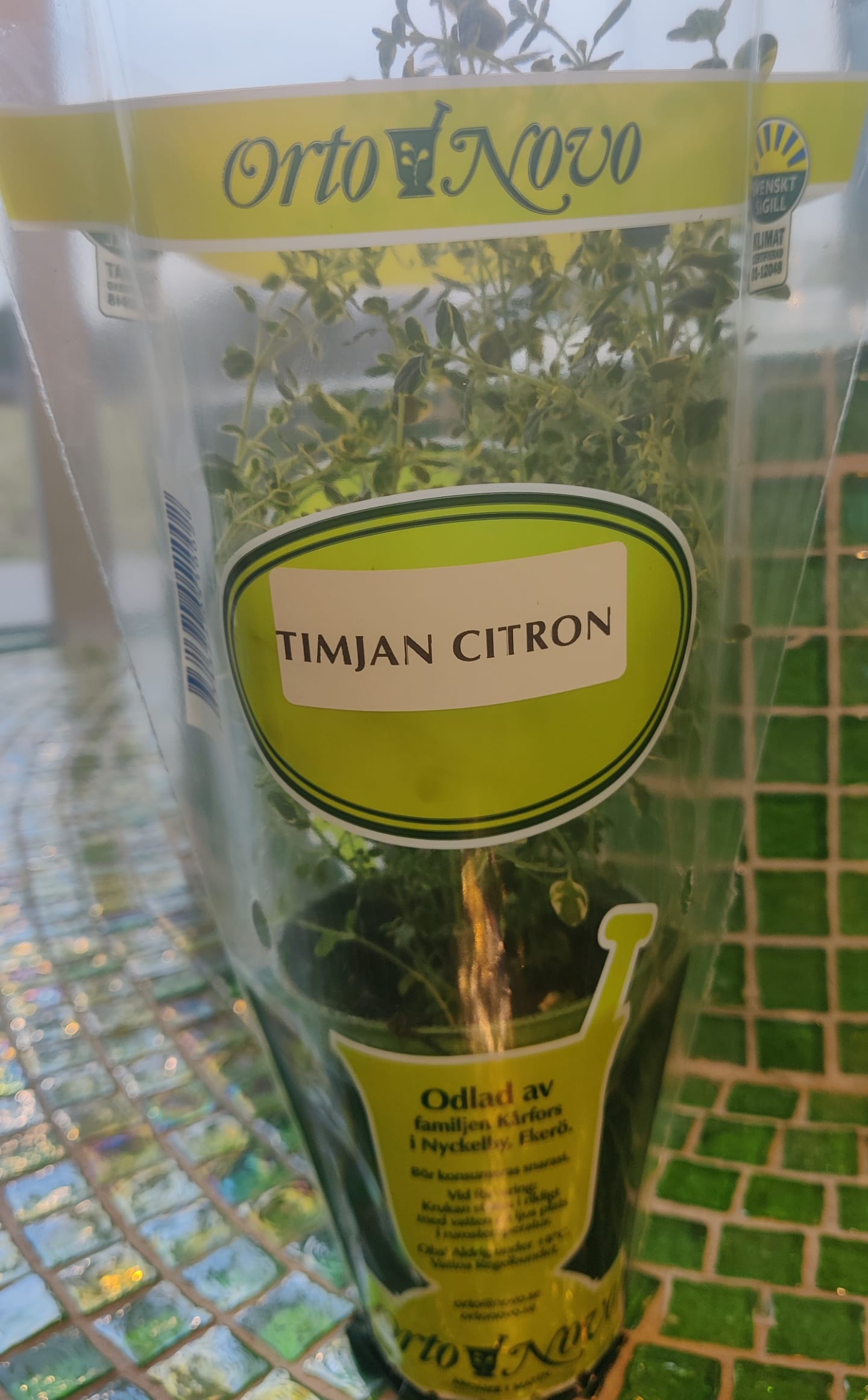 Citrontimjan kruka