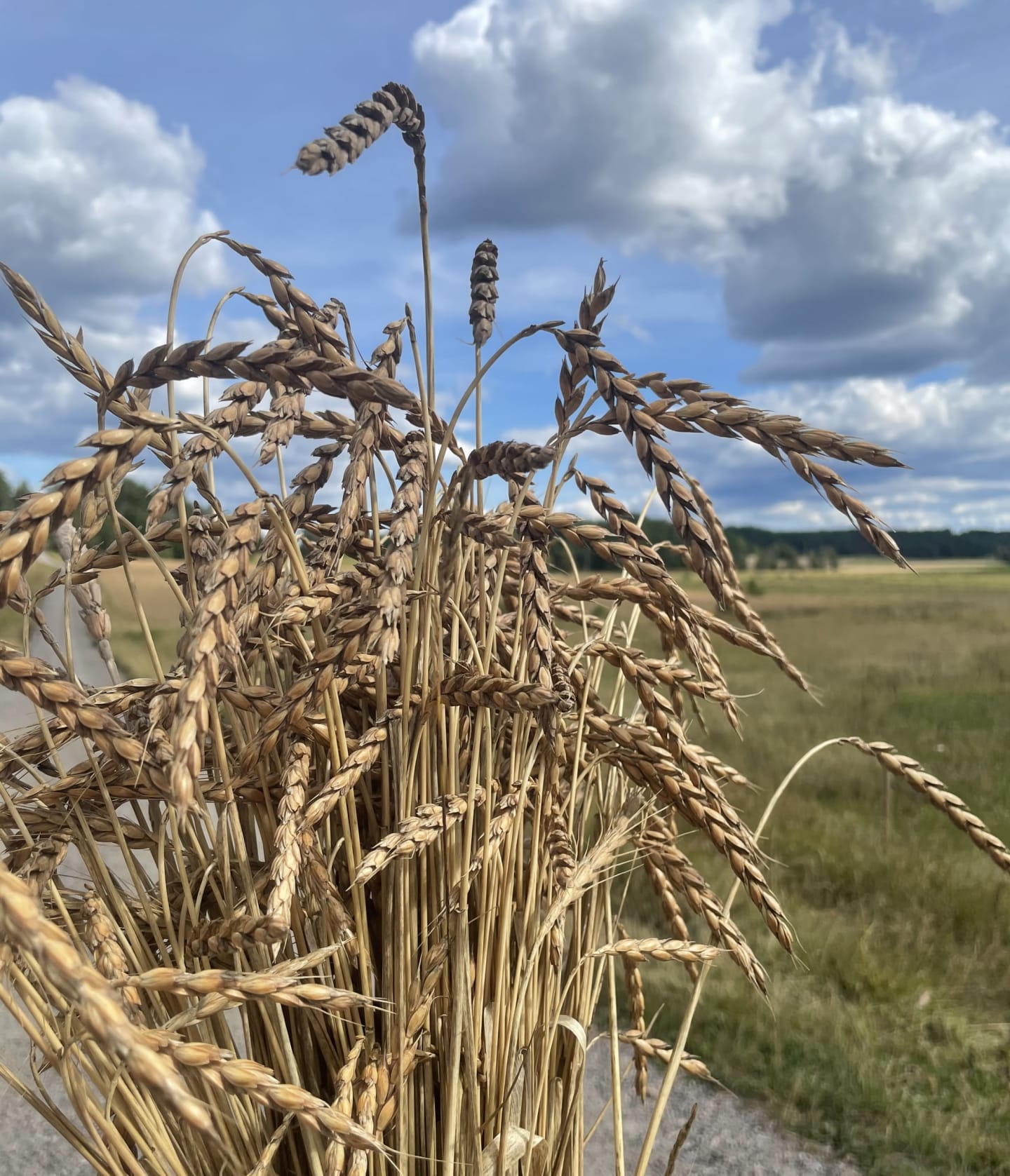 Dinkemjöl ljust siktat 2kg - Bild 1 av 4
