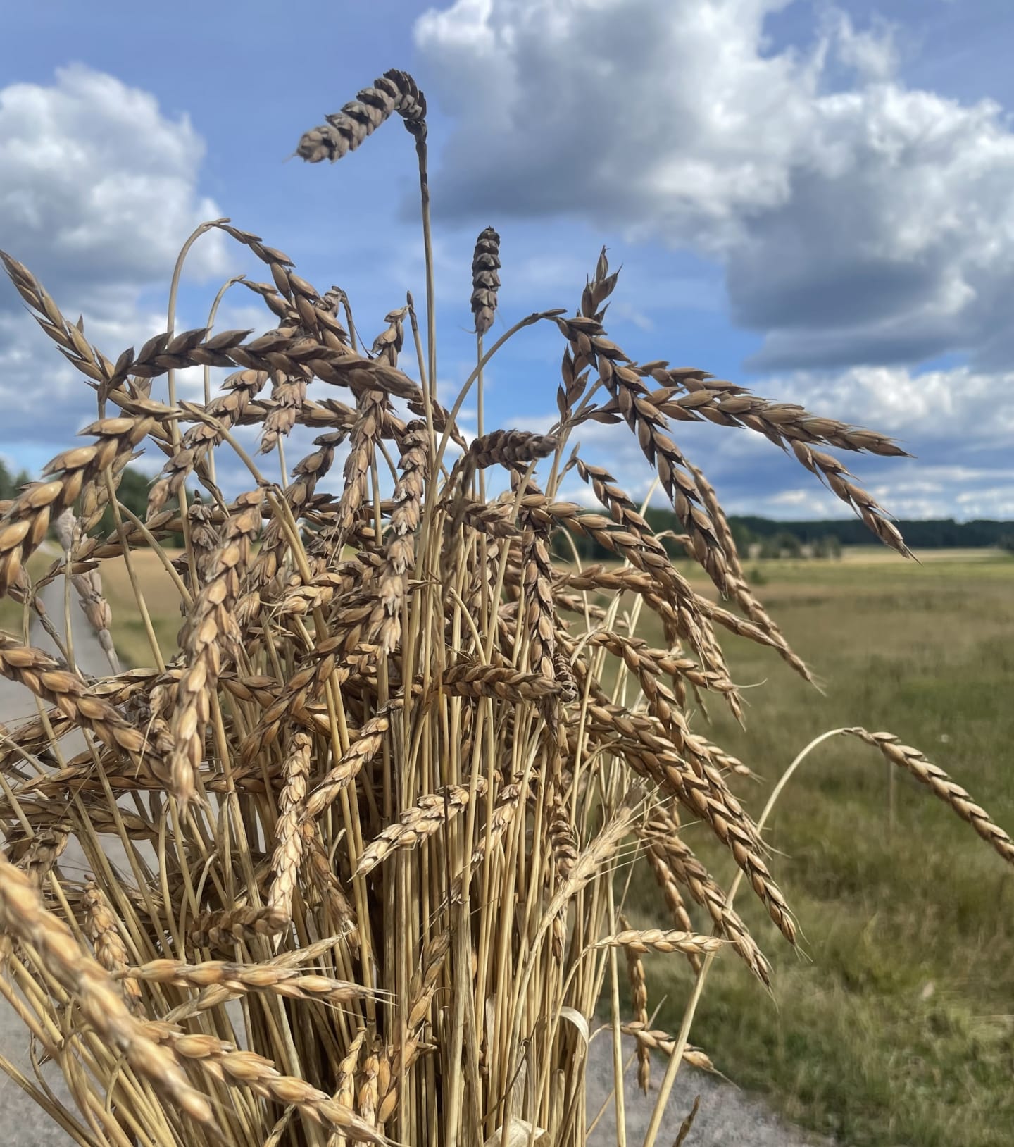 Dinkel fullkornsmjöl 2kg - Bild 1 av 4