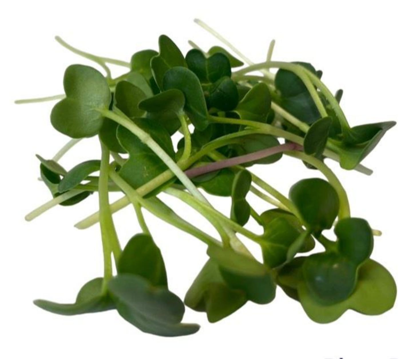 Daikonkrasse 50g