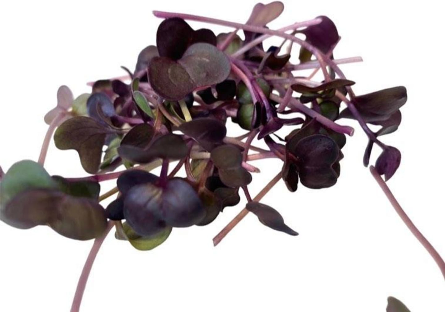 Sakurakrasse lila 50g