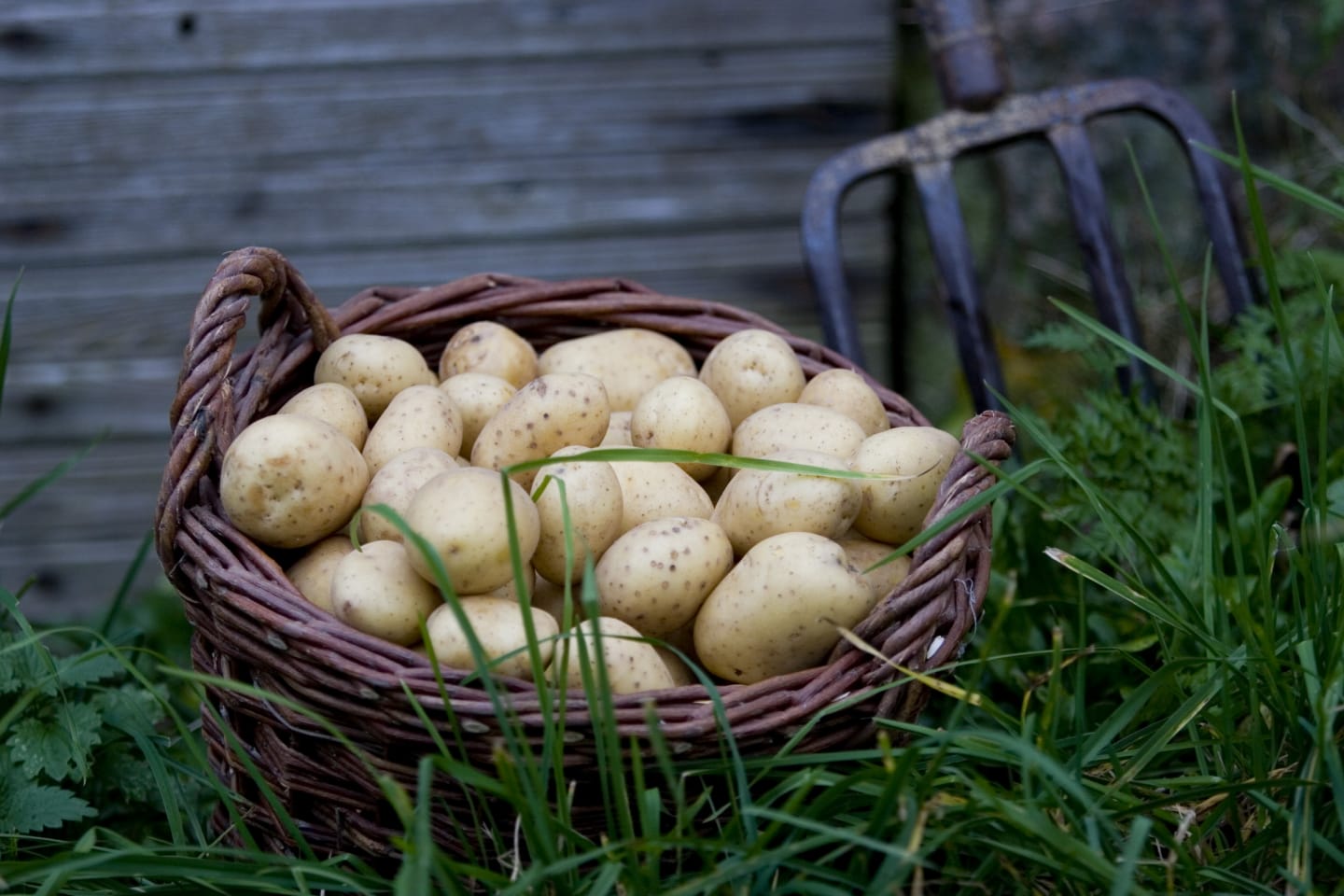 Potatis kul 30-40mm 10kg