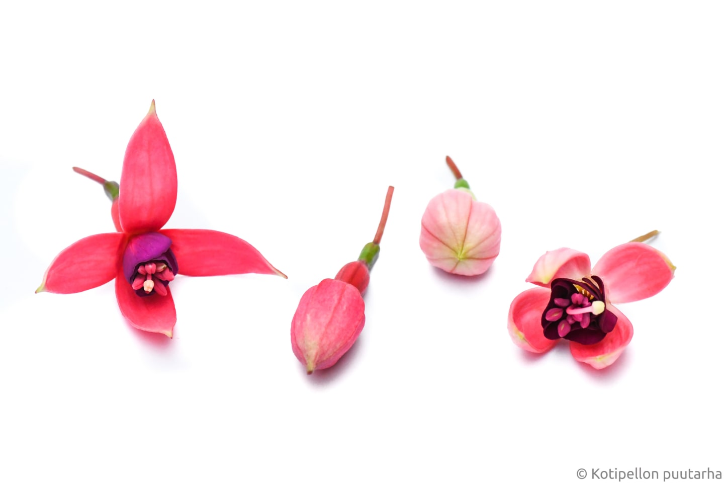 Ätbar Blomma Fuchsia 15st