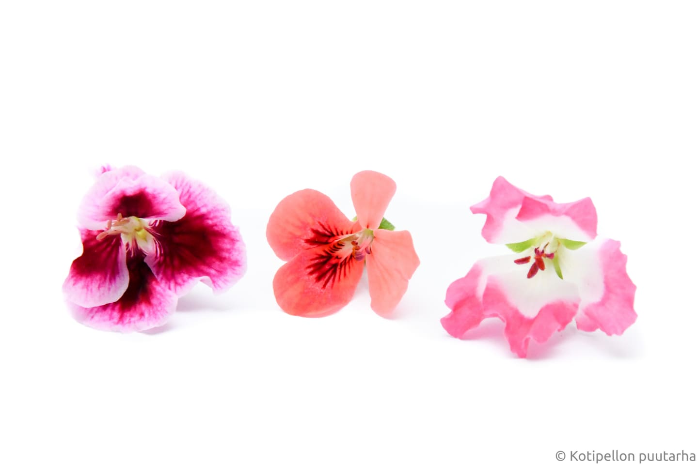 Ätbar Blomma Pelargon 15st