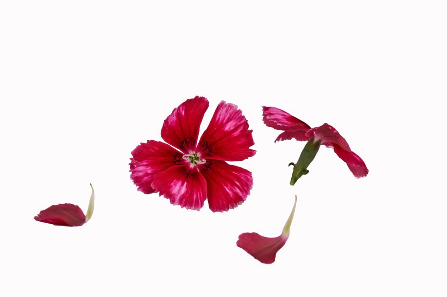 Ätbar Blomma Nejlika 5g
