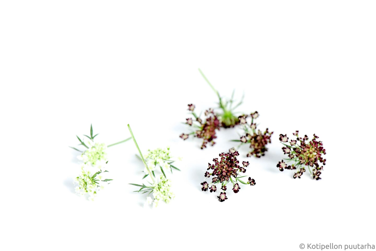 Ätbar blomma Vildmorot 2g