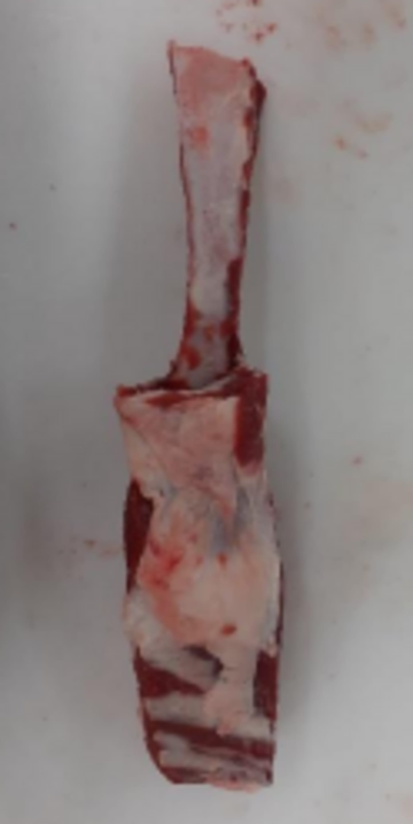 Tomahawk 10,5kg - Bild 1 av 4