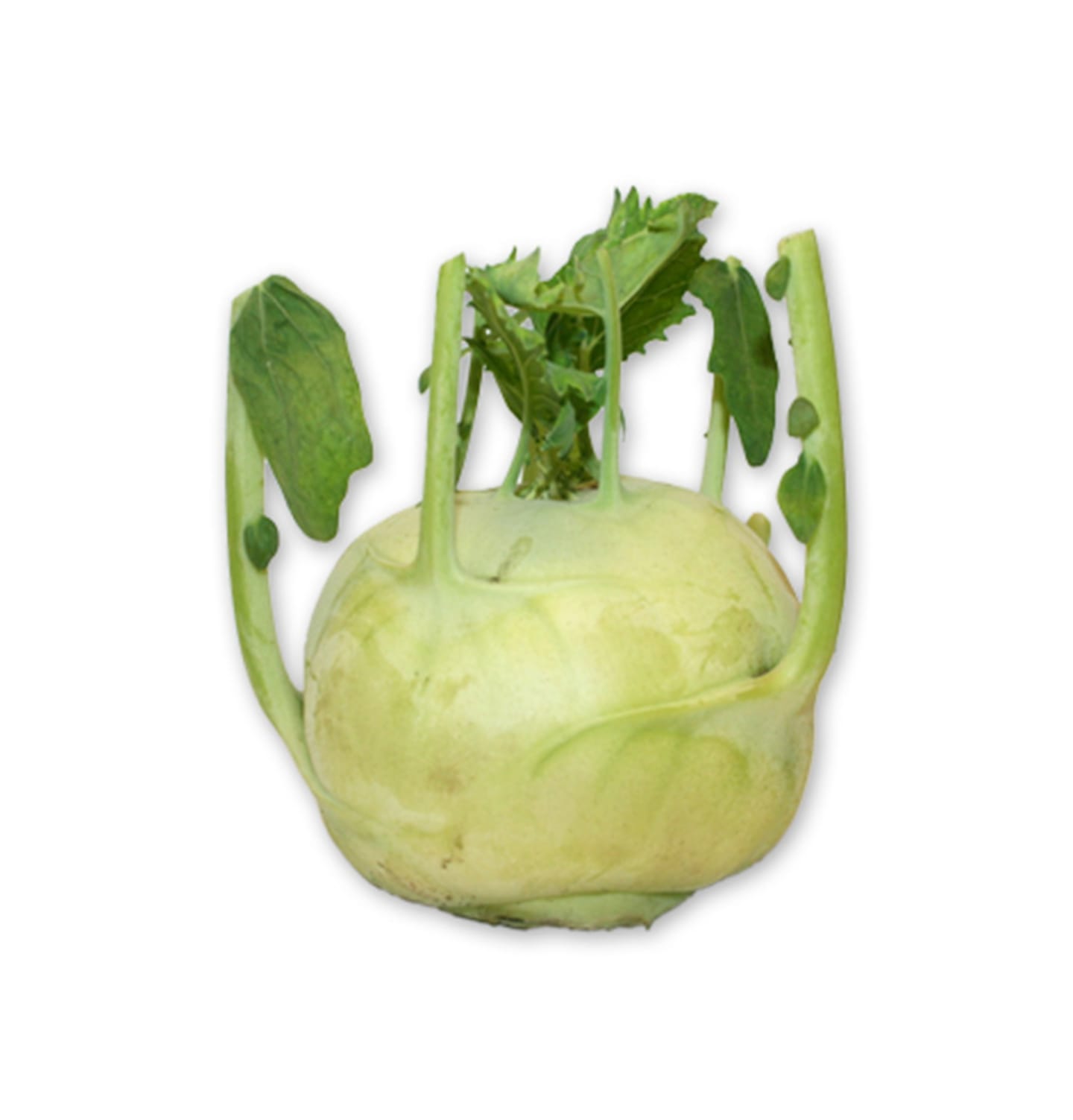 Kålrabbi