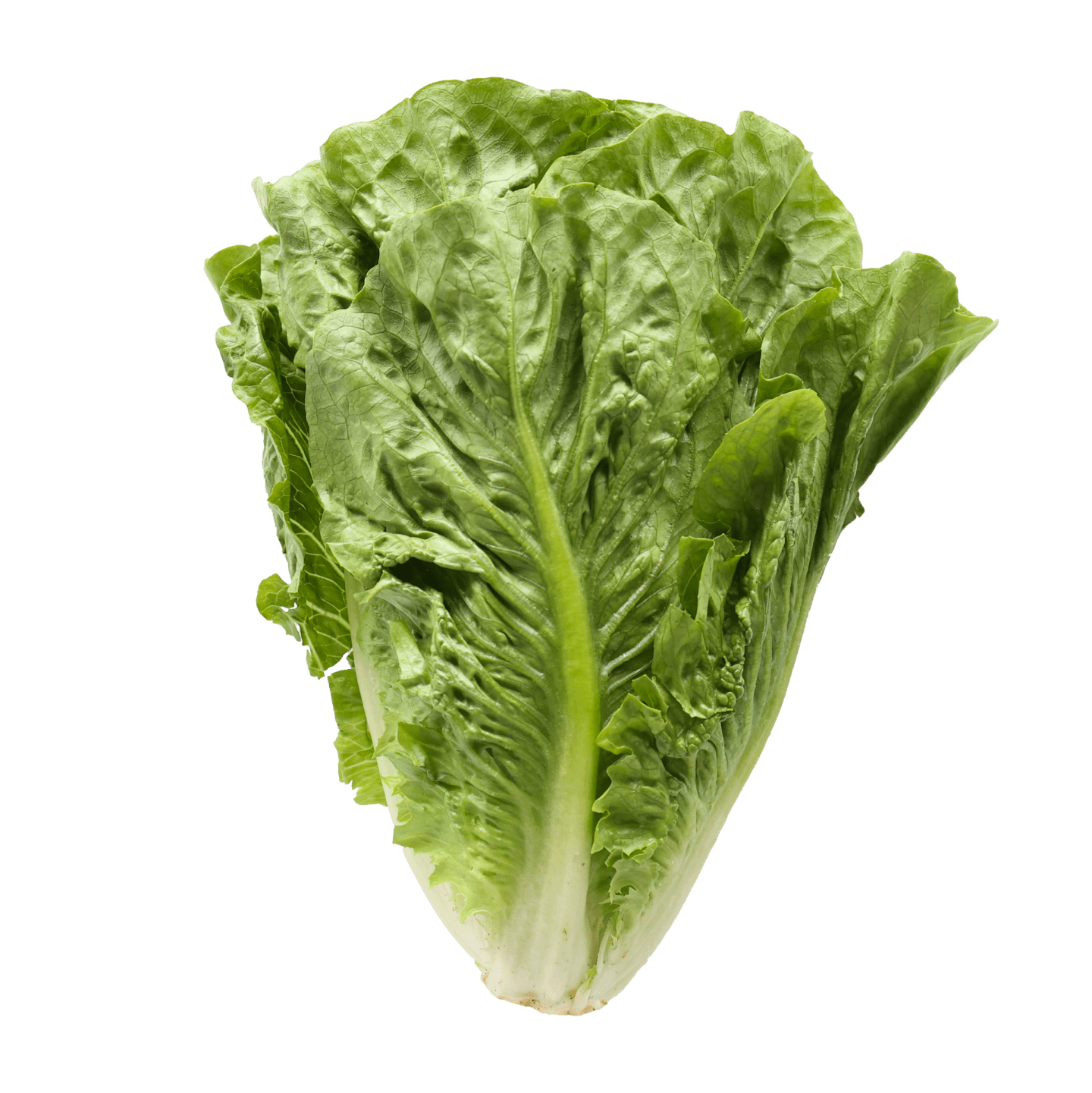 Sallad Roman XL