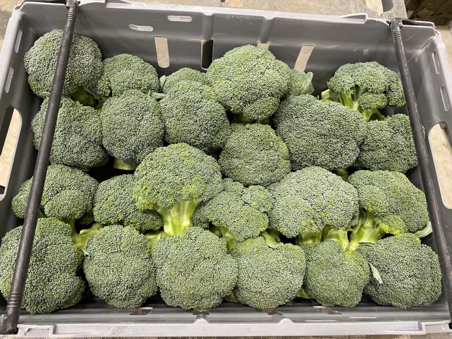 Broccoli - Bild 1 av 2