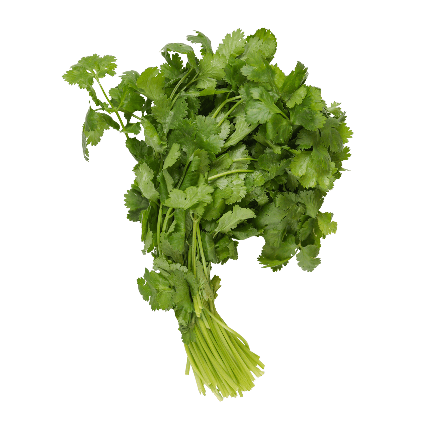 Koriander 1kg