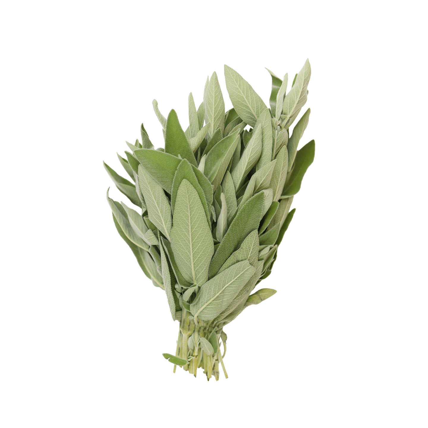 Salvia 100g