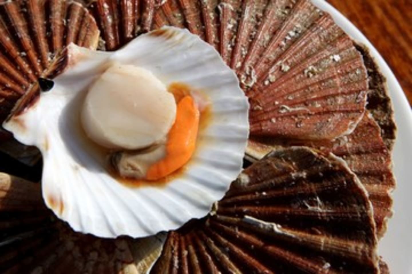 Kammussla stor med skal och rom 8/12 7kg