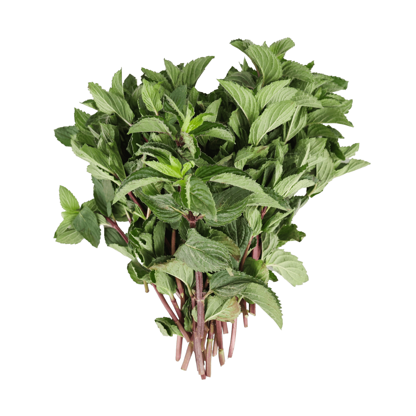 Pepparmynta 100g