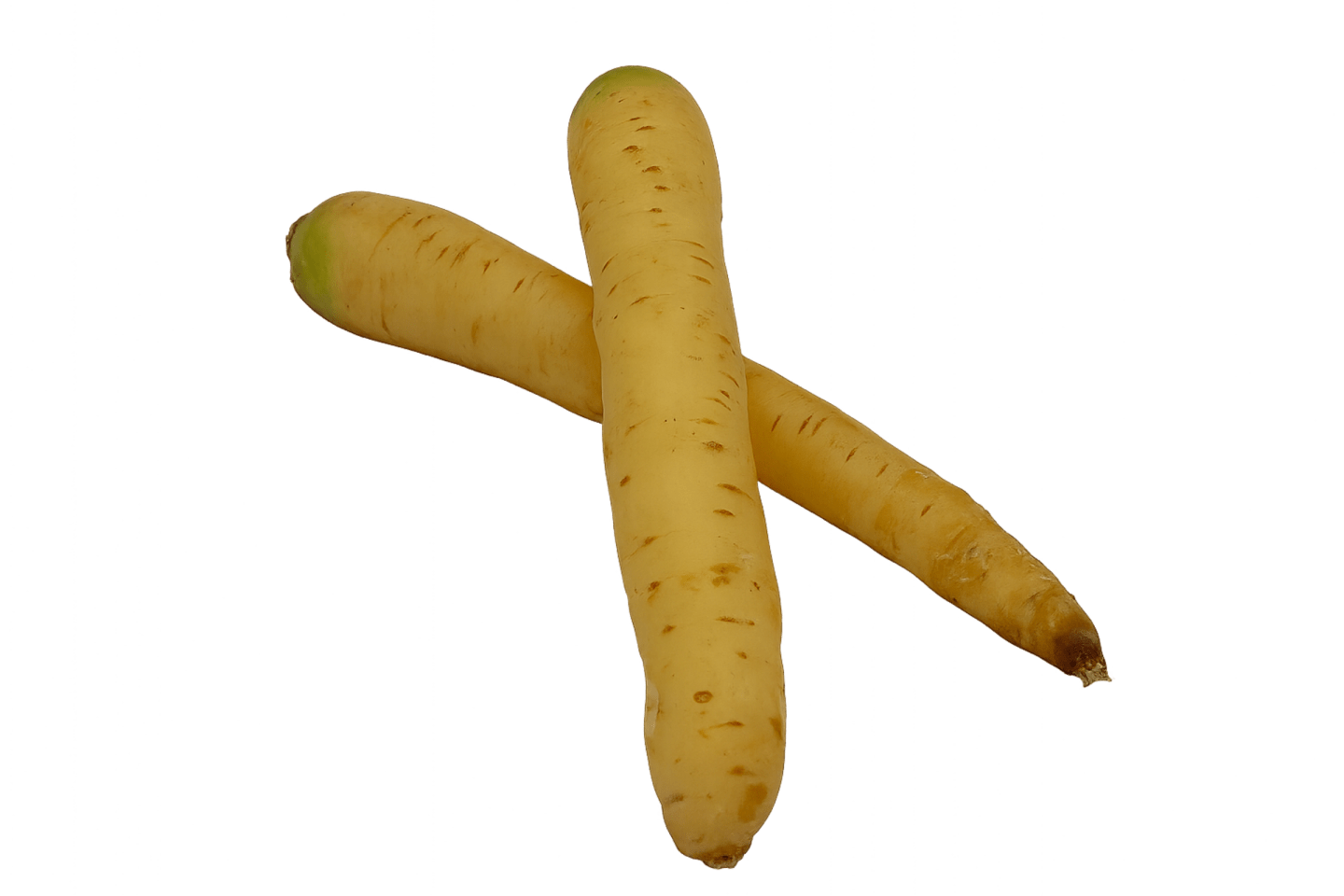 Morot vit
