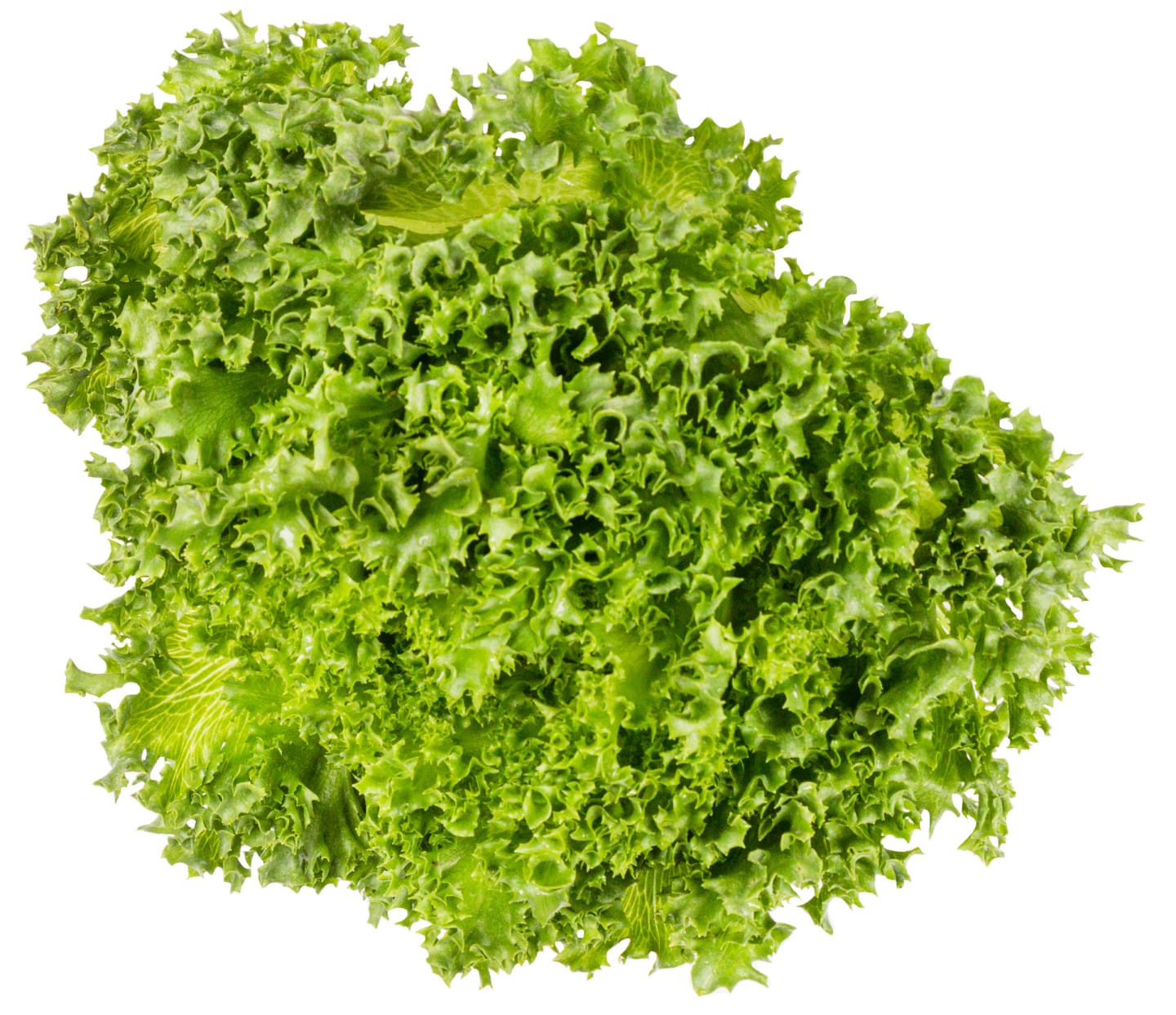 Sallad Crisp
