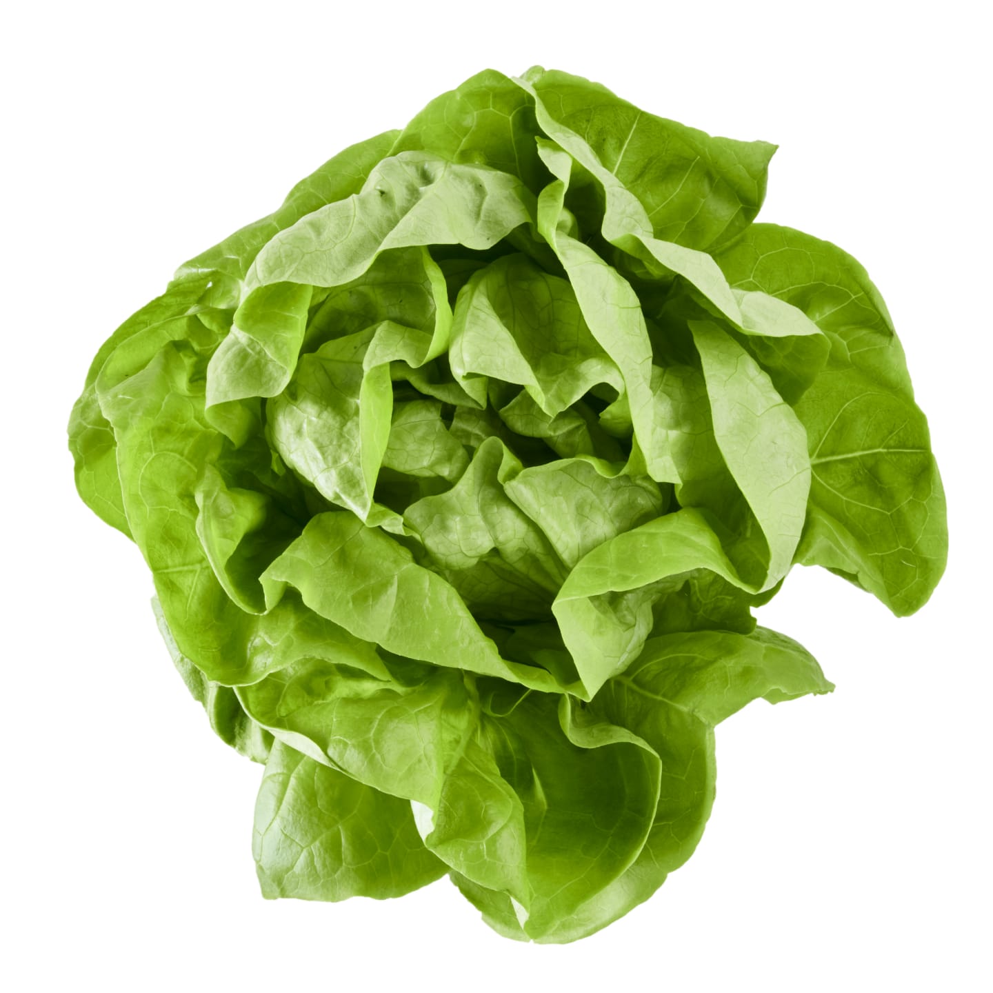 Sallad Huvud