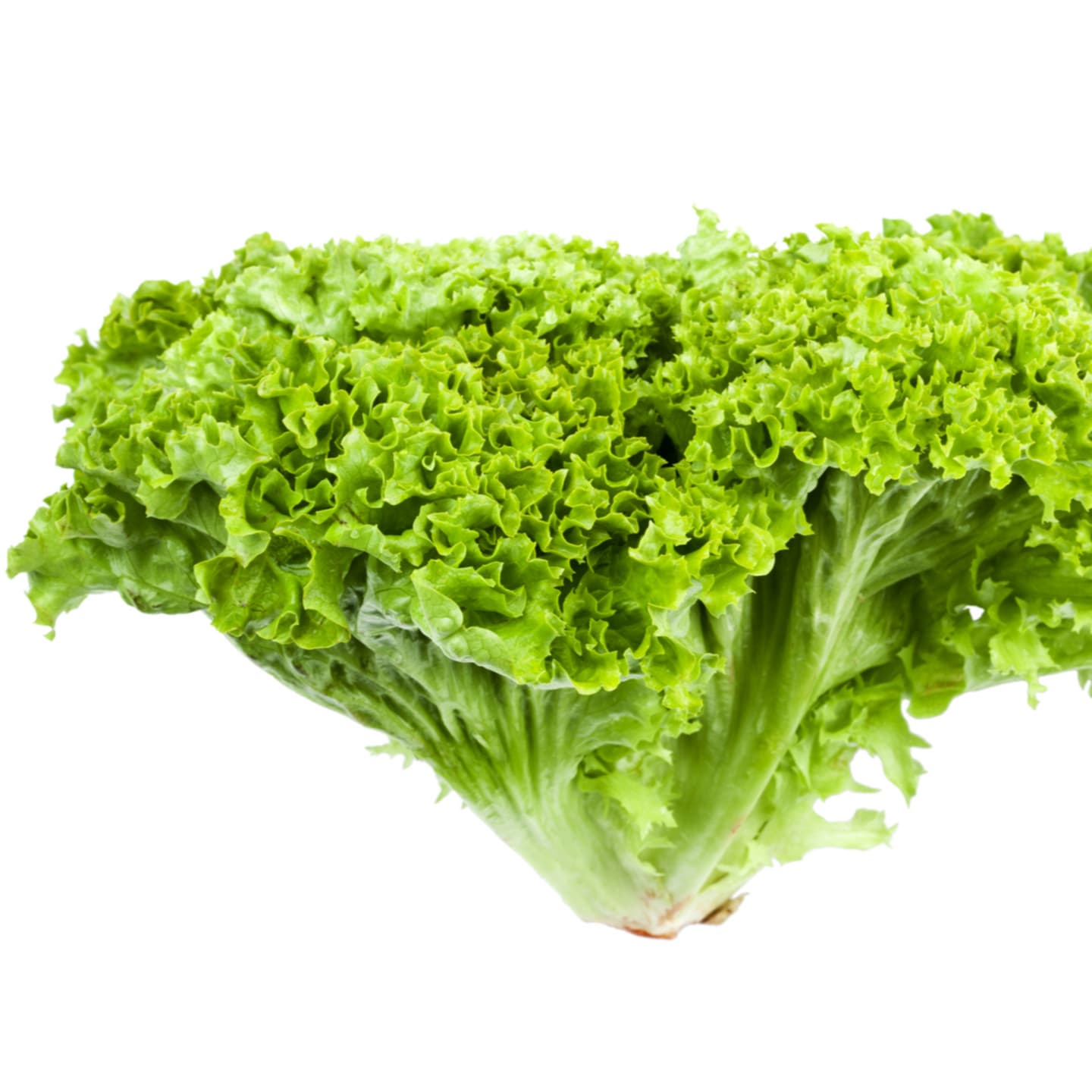 Sallad Lollo Biondo