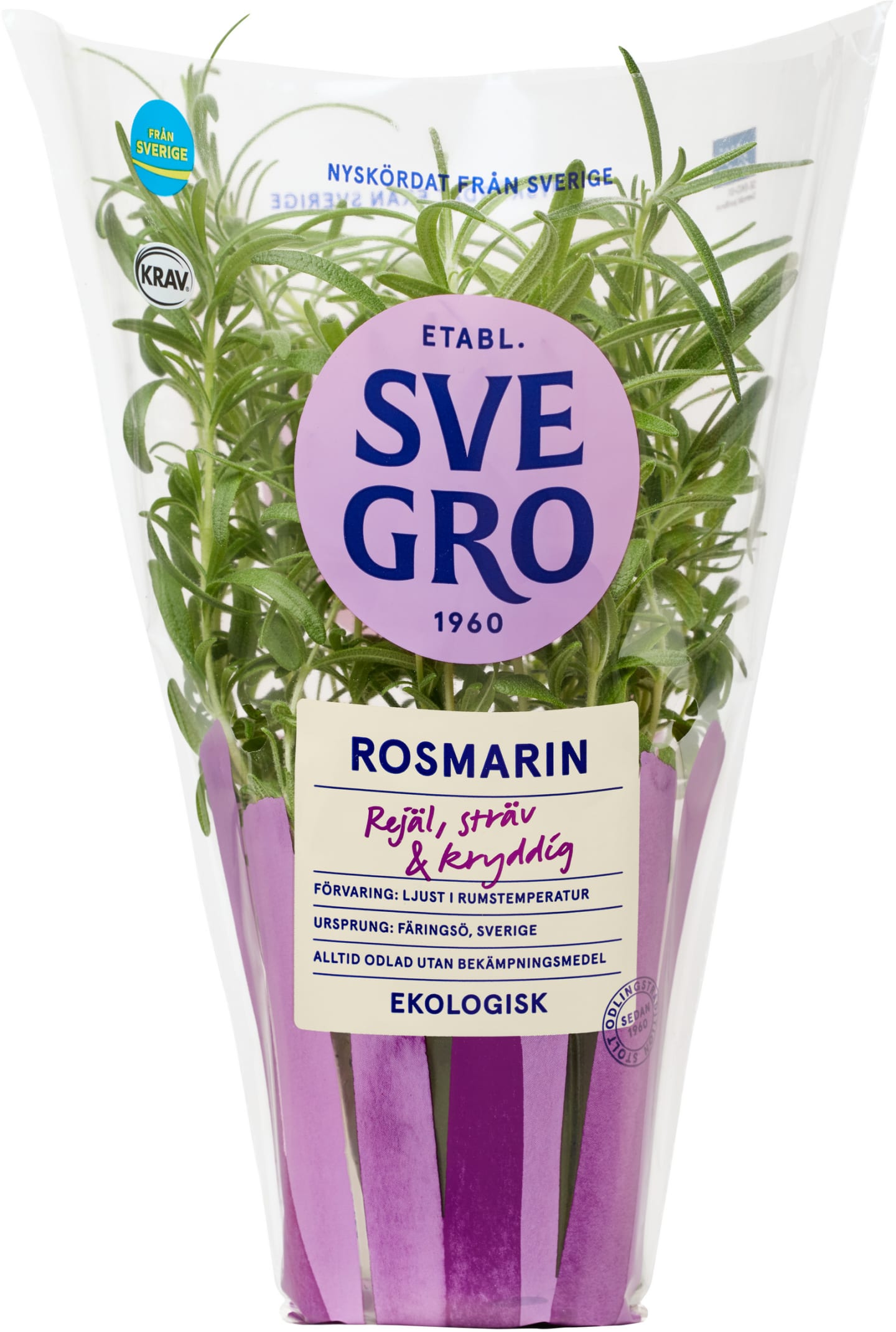 Rosmarin kruka